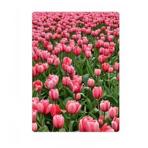 Field of Tulips Magnet
